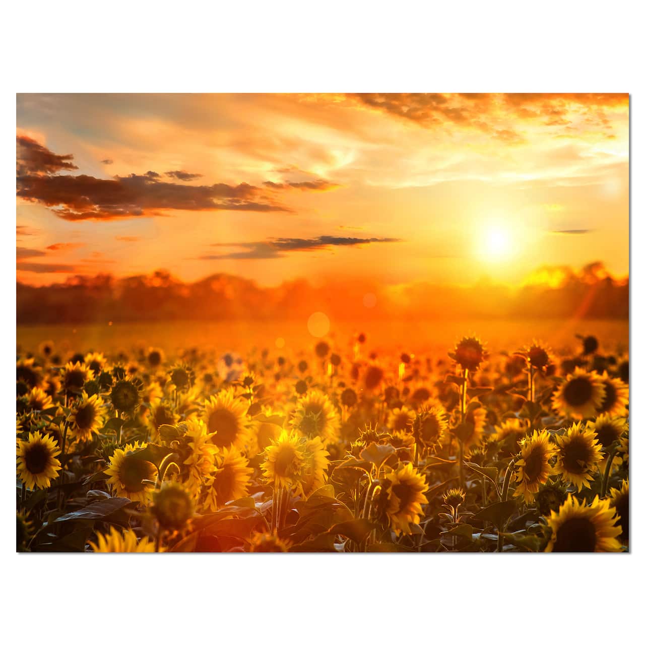 Designart - Yellow Sunset over Sunflowers - Floral Photography Art